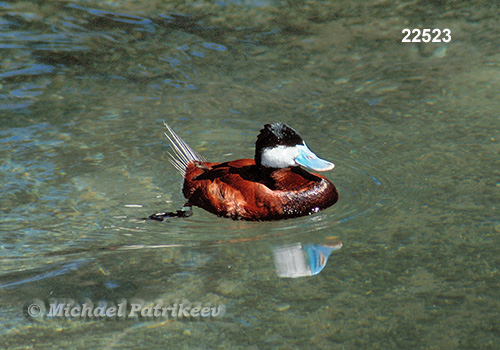 Ruddy Duck (Oxyura jamaicensis)